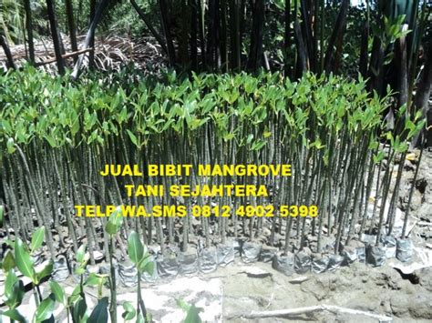 Jual Bibit Mangrove Di Ketapang Bibit Bakau