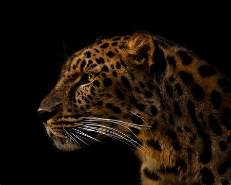 Amur Leopard Portrait Photographed At The Erie Zoo Amur Leopard