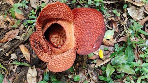 16 Tahun Dinanti Akhirnya Bunga Bangkai Rafflesia Arnoldi Tumbuh Di