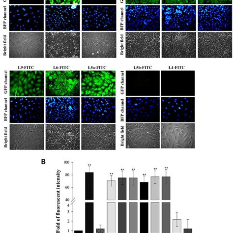 Fluorescent Microscopy Of Cellular Uptake Of Eight Fitc Labeled Lfcin