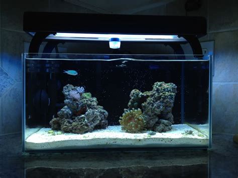 Mitch S Topless Fluval Edge Nano Reef Journals Nano Reef Community