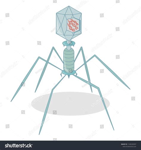 Structure Of Bacteriophage Bacteriophage Anatomy Vector Illustration