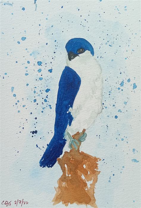 philippine falconet  hishigaki  deviantart