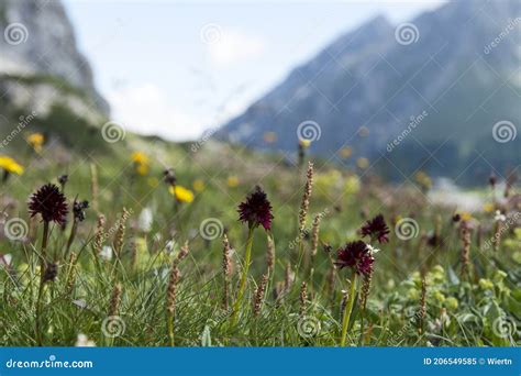 Nigritella Rhellicani In The Mountains Of Vorarlberg Austria Stock