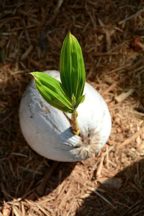 Pin By Yokasta Valdez On Frutas Plants Agriculture Photography