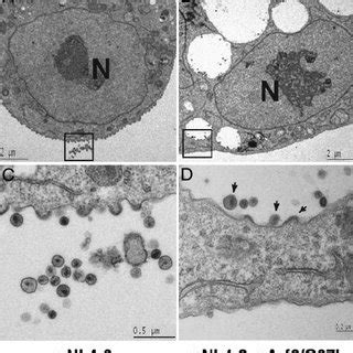 Hiv Particles Assemble In Arf Q L Induced Vesicles Hela Cells