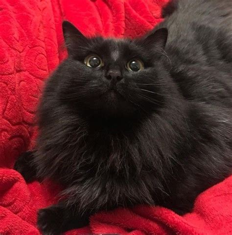 A Black Cat Laying On Top Of A Red Blanket Next To A Remote Control