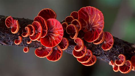 Photographs Of Trippy Australian Mushrooms By Steve Axford | DeMilked