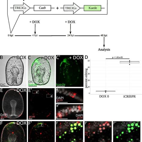 Spatio Temporal Control Of Crispr Cas Mediated Gene Editing A