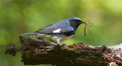 5 Insanely Useful Bird Photography Tips for a Better Shot | The Bird Nerds