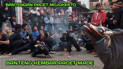 Bantengan Ngamuk Banteng Kembar Made Live Pacet Mojokerto Youtube