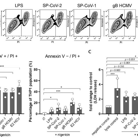 a THP 1 macrophages were stimulated with LPS 5 µg mL or viral