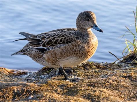 Variety of Duck Species Found in Alberta – Nature Blog Network