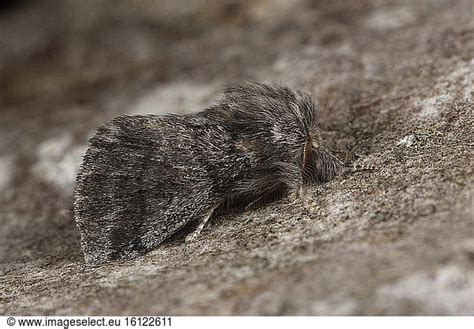 Oak Processionary Moth Thaumetopoea Processionea Resting Imago Whose