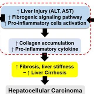 Inhibition Mechanism Of Pro Inflammatory Cytokines Activation Due To