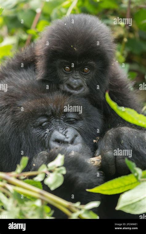 Mother And Baby Mountain Gorillas Gorilla Beringei Beringei From Sosa