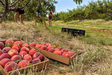 So You Want To Start A Peach Orchard The Orchard Stephenville