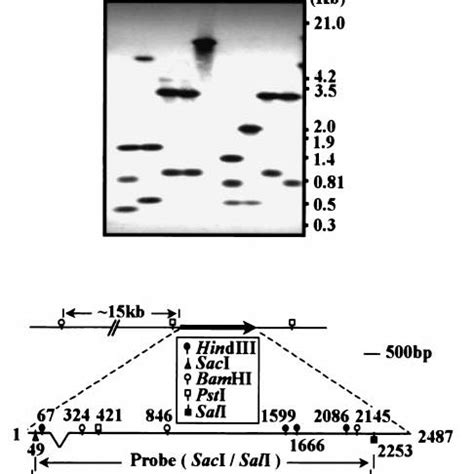 Expression Genomic Organization And Chromosomal Localization Of DLAK