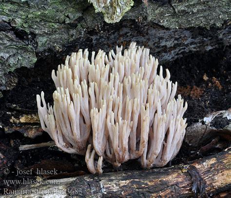 Strict Branch Coral Ramaria Stricta