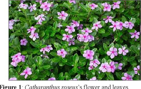 Figure 1 From Total Phenolic Content TPC In Catharanthus Roseus And