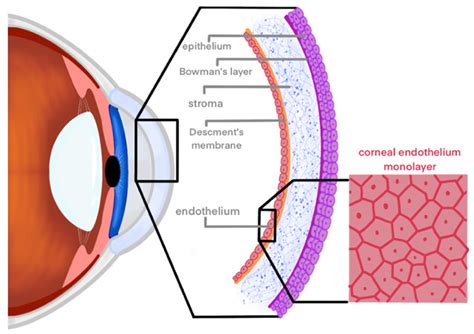 Applied Sciences Free Full Text Challenges And Advances In Magnetic Nanoparticle Guided