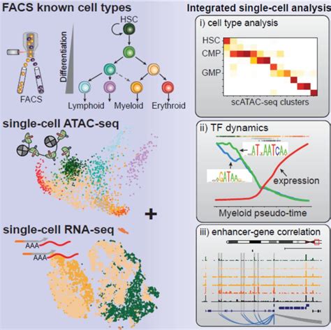 一文读懂表观遗传学研究利器——atac Seq技术及应用丨深度长文 Dnase