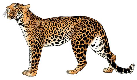 Leopard Drawing Step By Step