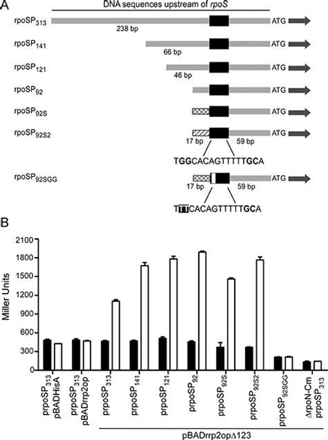 A Schematic Representation Of The Promoter Regions Upstream Of