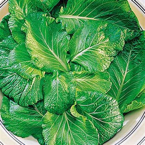 Of The Best Varieties Of Mustard Greens Gardeners Path