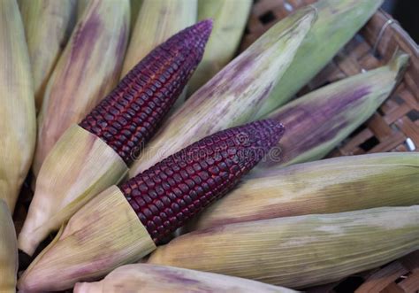 Steamed Red Corn Healthy Food. the Fresh Red Sweetcorn from the Organic ...