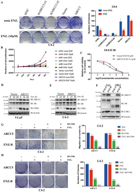 Inhibition Of Cdk1 Increases The Sensitivity Of Prostate Cancer Cells