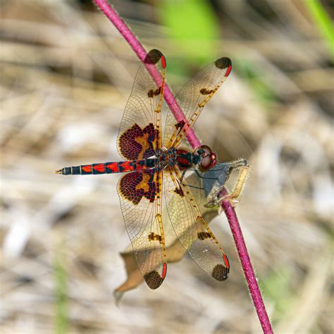 Male Calico Pennant dragonflies | Mike Powell