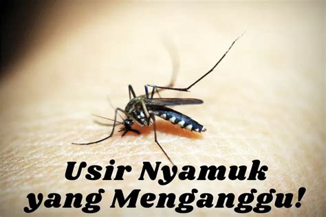 Tips Ampuh Usir Nyamuk Pakai Bahan Alami Tanpa Asap Hanya Pakai 2