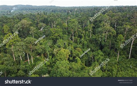 Aerial View Borneo Jungle Stunning View Stock Photo 2010171029 ...