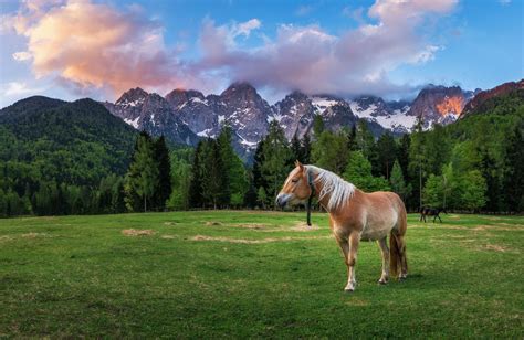 Download Mountain Animal Horse 4k Ultra Hd Wallpaper