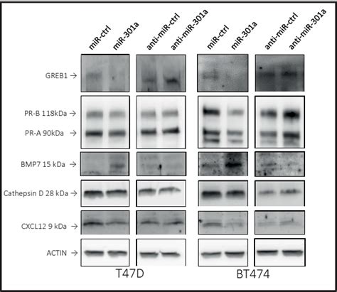 Figure From Mir A P Suppresses Estrogen Signaling By Directly