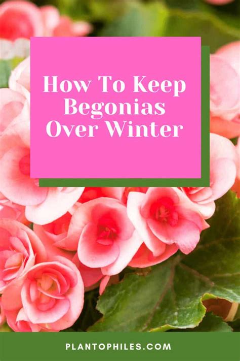 How To Keep Begonias Over Winter 1 Best Tips