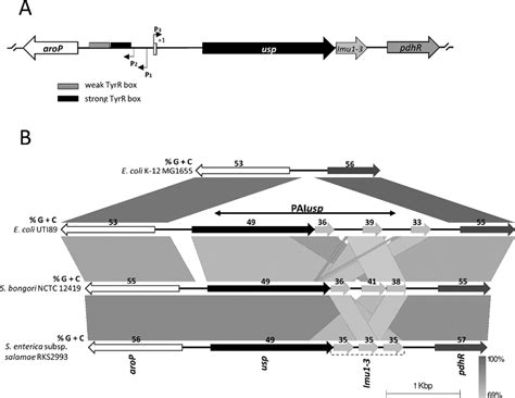 Schematic Representation Of The Arop Usp Intergenic Region A