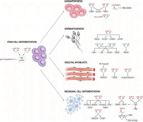 Schematic Representation Of The Different Non Coding RNAs Involved In