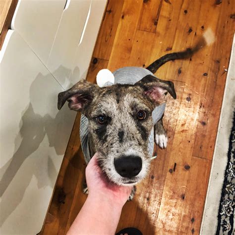 Meet my 7 month old Great Dane x wolfhound rescue, Tilly 💕 would love