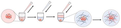 3d Spheroid Invasion Assay With The Xeno Free Bio Functional Vitrogel® Hydrogel Matrix