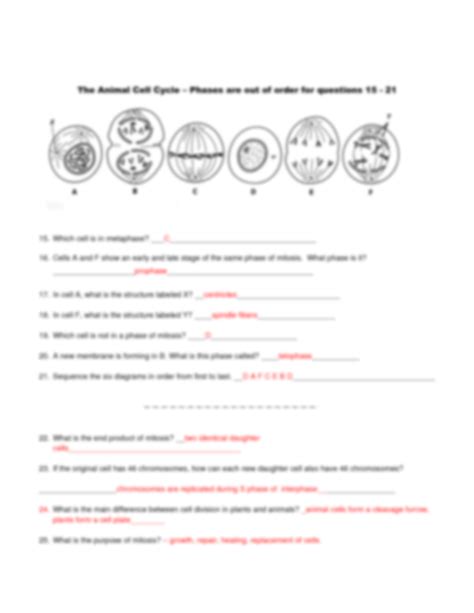 Solution Mitosis Worksheet Diagram Identification Studypool