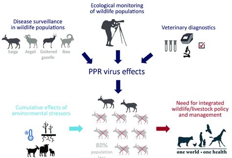 Summary Of Study Of The Outbreak Of Peste Des Petits