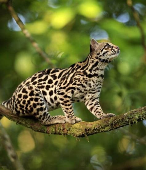 Tour A La Selva Del Manu D As Noches Terra Quechua Peru