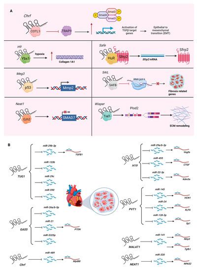 Ncrna Free Full Text Long Non Coding Rnas In Cardiac And Pulmonary