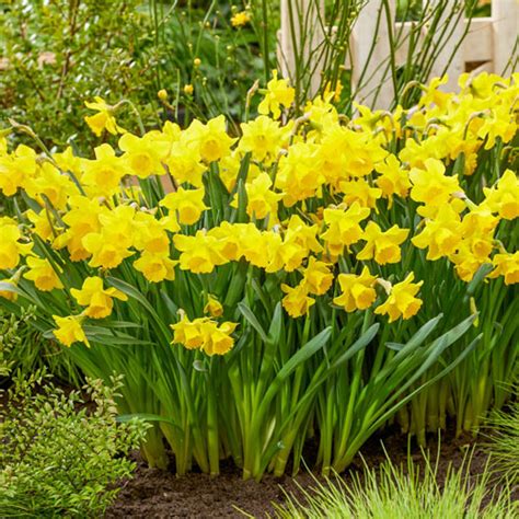 Growers Pride Trumpet Daffodil K Van Bourgondien Wholesale