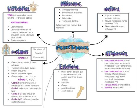 Arriba Imagen Mapa Mental De Cardiologia Abzlocal Mx Hot Sex Picture