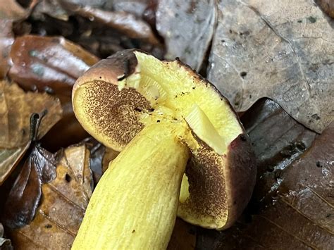 Boletus Auripes The Ultimate Mushroom Guide