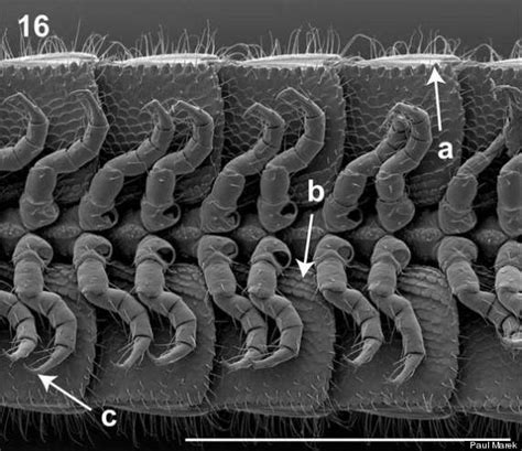 Animal With Most Legs: World Record Millipede Has 750 Limbs, 'Amazingly ...