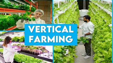 Vertical Farming In India Setup Advantage Suitable Crops